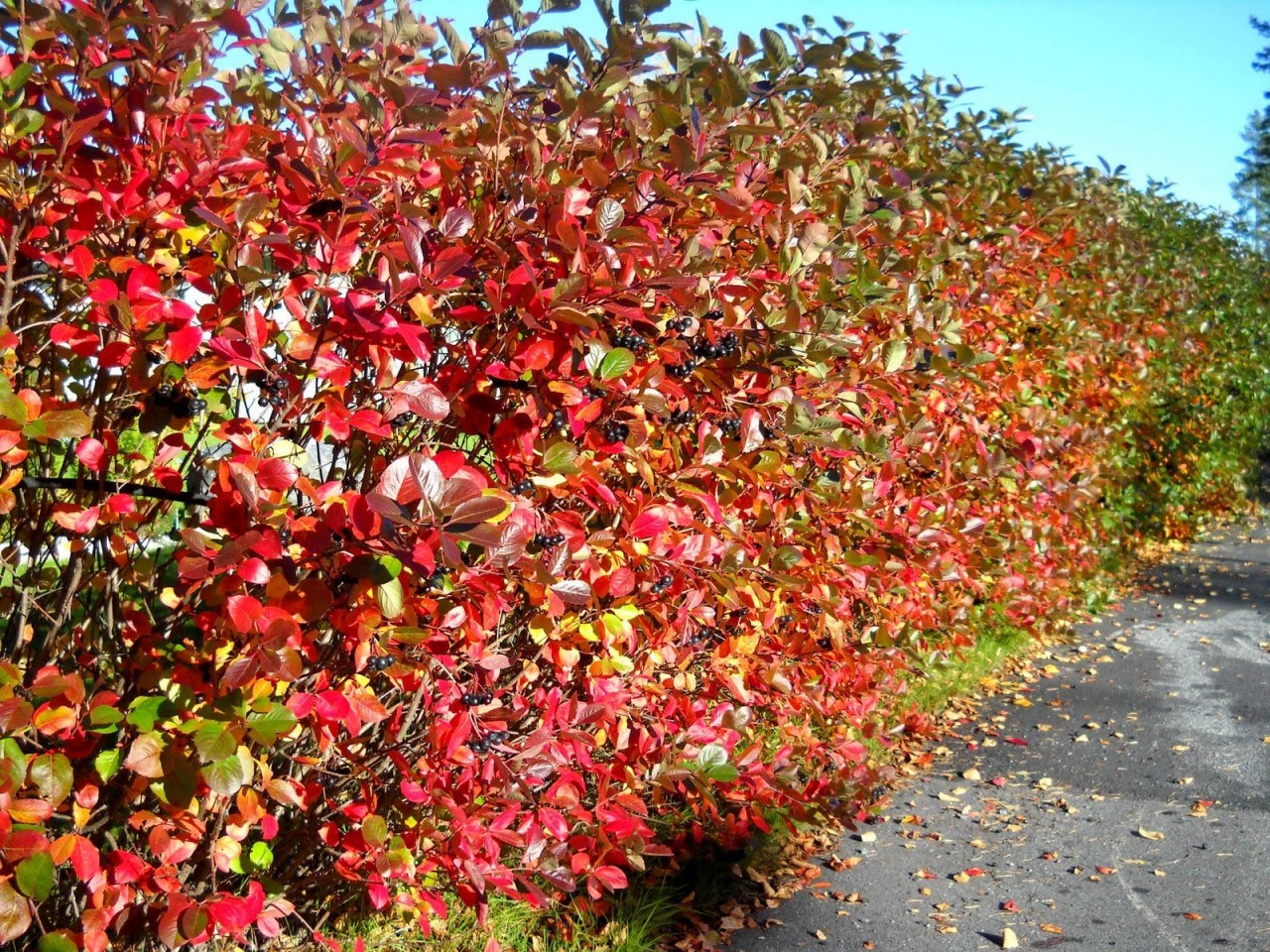 20 BLACK CHOKEBERRY SEEDS – Aronia melanocarpa