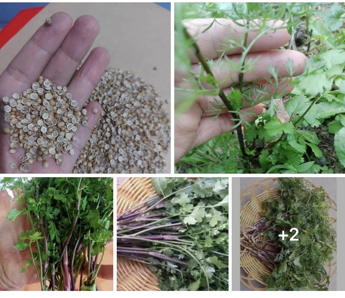 3 bags x Purple Stem Cilantro Seeds / Ngò Rí Tia Coriander 200+ Seed Hạt Mùi Tía
