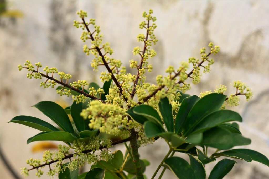 Umbrella Plant. Schefflera Arborcola 10 Seeds. Free Shipping!