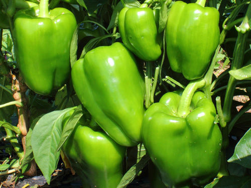 Keystone Giant Red Bell Pepper Extra Large size HEIRLOOM 30+ seeds 100% Organic