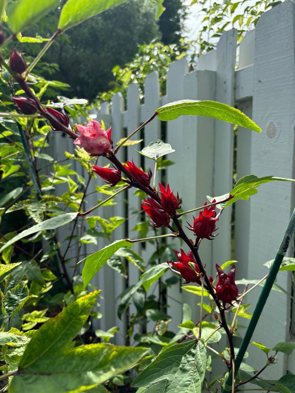 Roselle Hibiscus Seeds Red Sorrell Florida Cranberry Jamaican Tea – 15 Seeds
