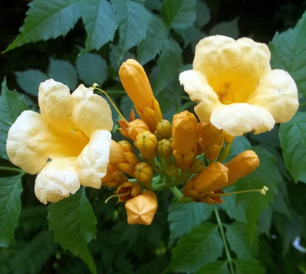 Plant Campsis Yellow Climbing Trumpet Vine Flower 2.5″ Pot Radican Flava Outdoor