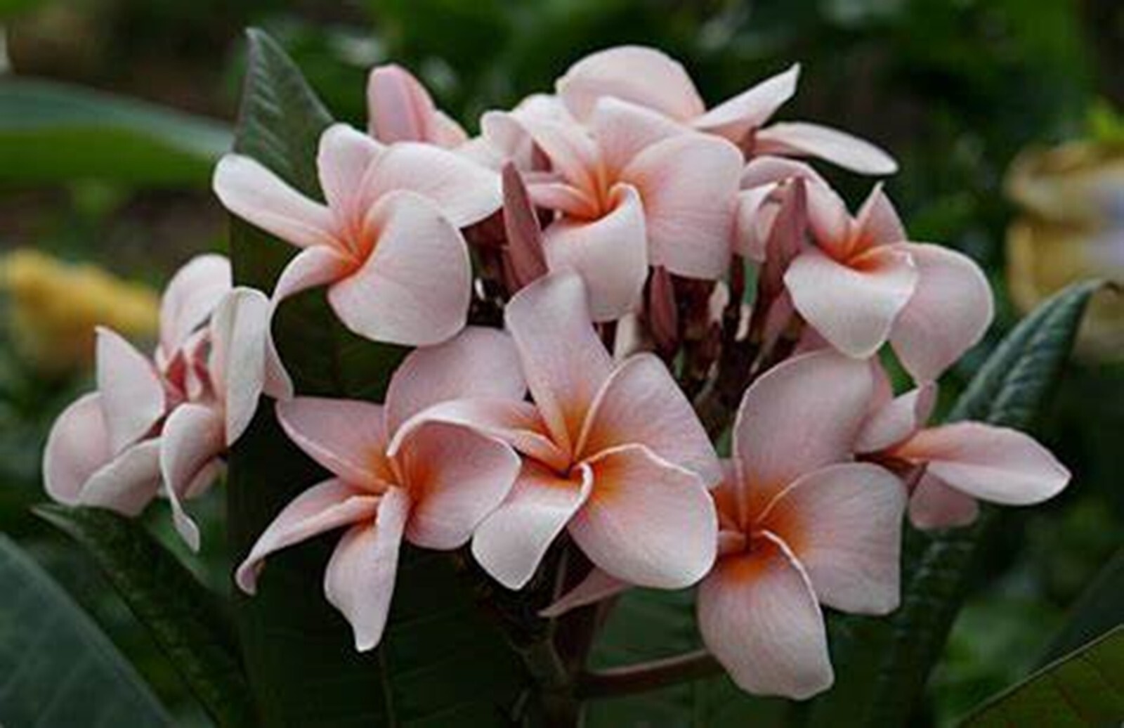 5 Pale Pink Plumeria Seeds Perennial Flowers Flower Frangipani US SELL
