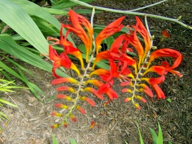 20 CROCOSMIA ” LUCIFER ” SEEDS