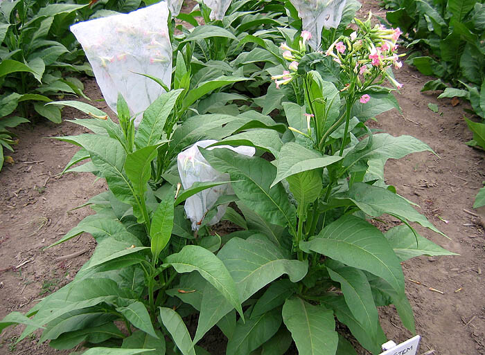 1000 White Stem Orinoco Tobacco Seeds ~ Heirloom Bright Leaf Nicotiana Tabacum