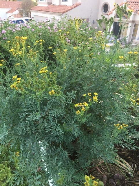 Fresh Cut Home Grown Herbs: Rosemary, Lavender, Garlic Chives, Oregano, Rue, Mar