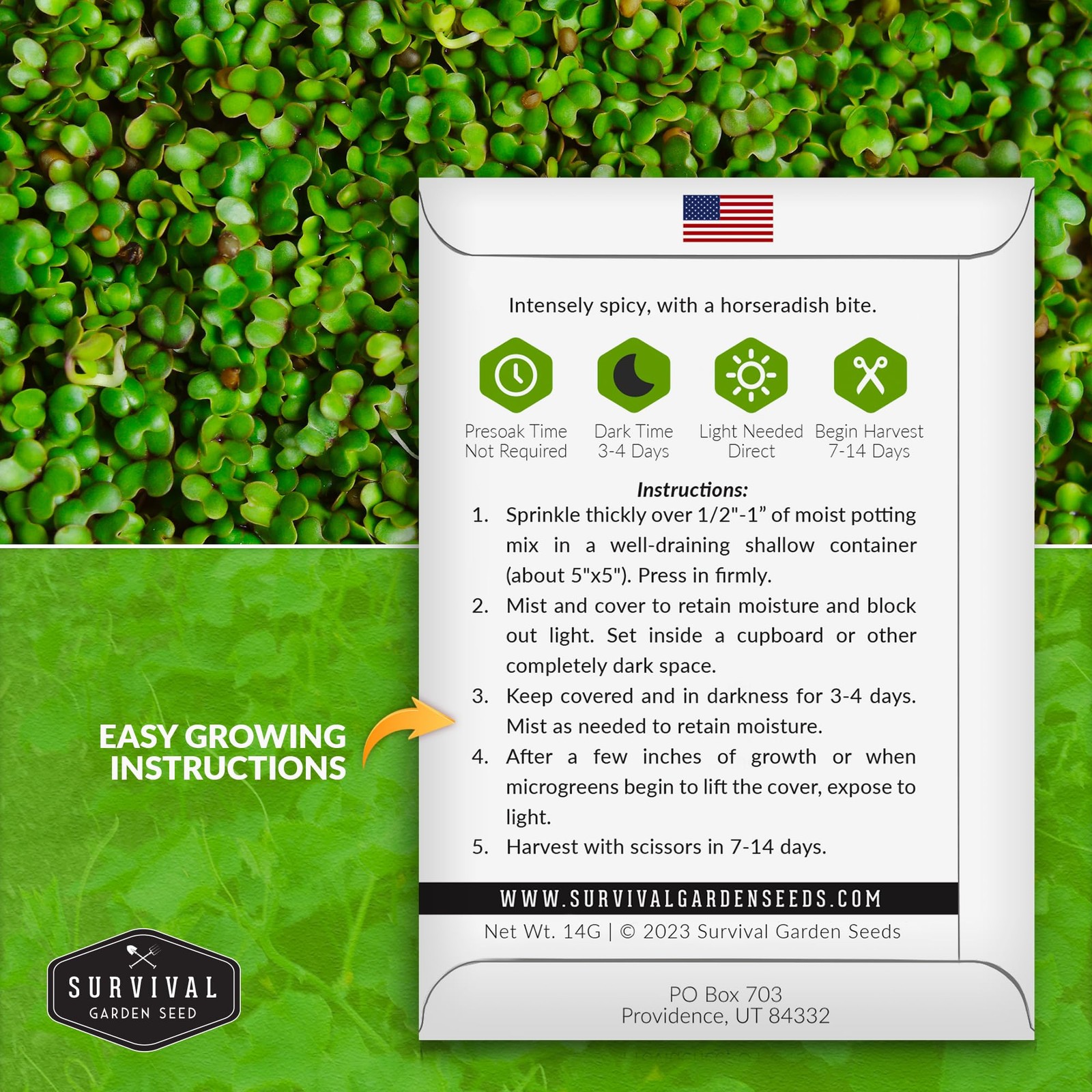 Mustard Microgreen Seeds for Sprouting – Spicy Mustard Greens for Flavorful M…
