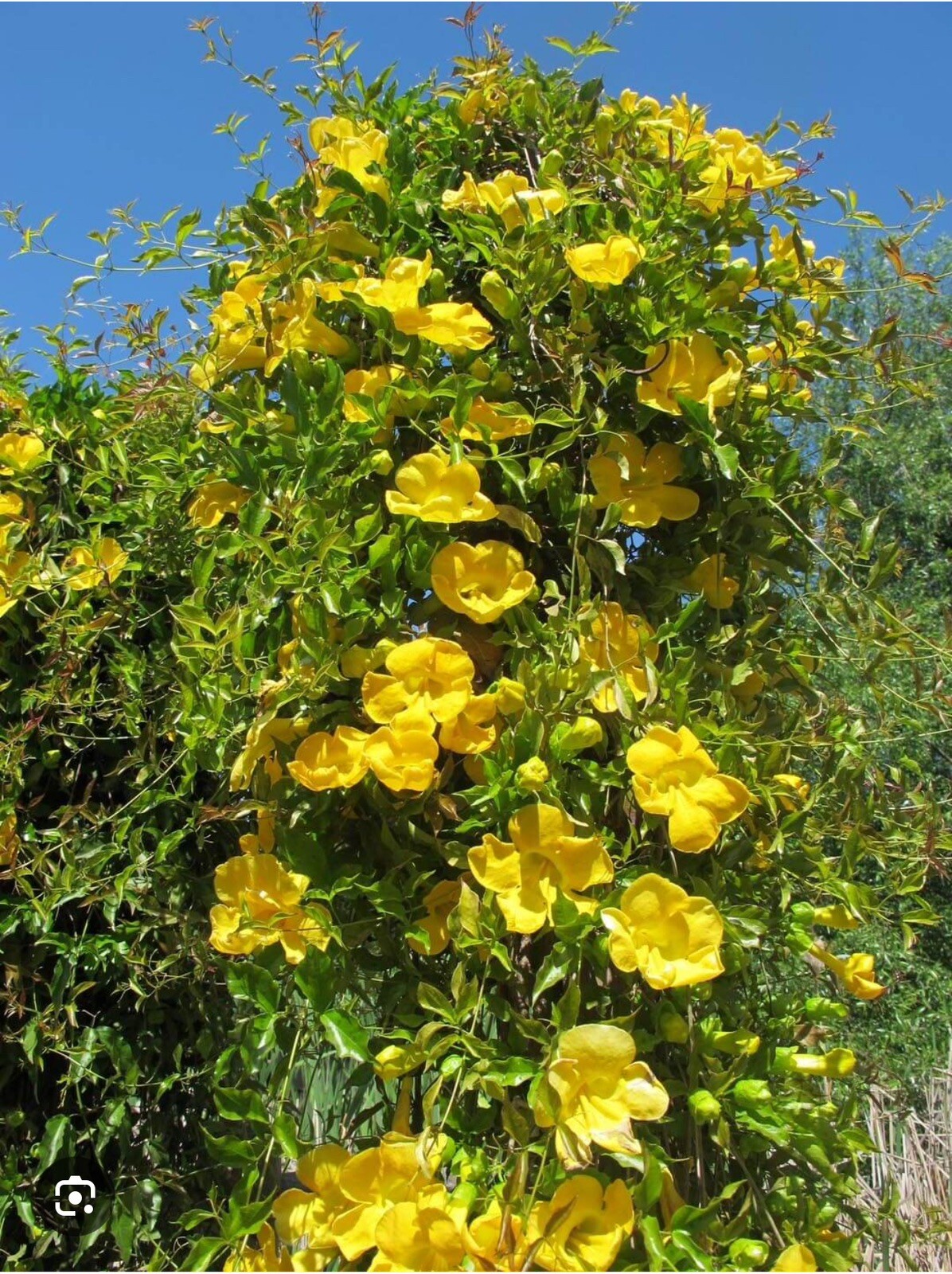 MARGARITA CAROLINA JESSAMINE~Yellow Jasmine~Gelsemium sempervirens~STARTER PLANT