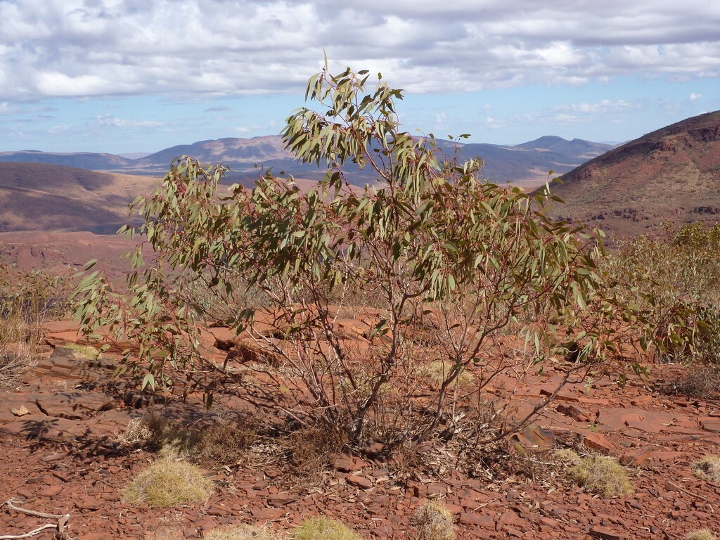 25+ Eucalyptus kingsmillii Seeds – ‘Kingsmill’s Mallee’