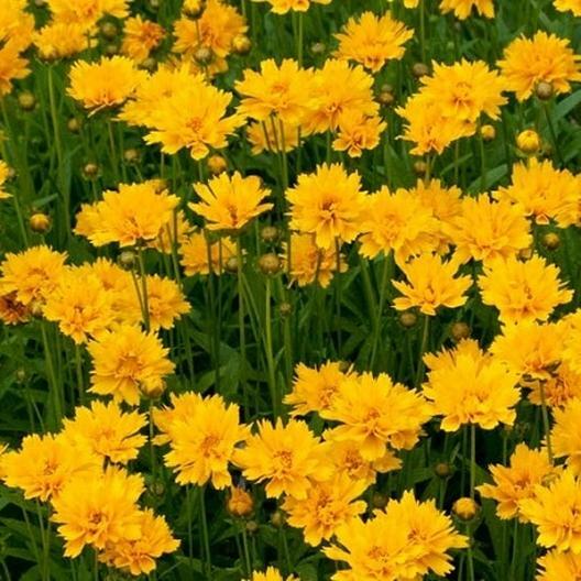 Lance-Leaf Coreopsis SUNBURST Perennial Wildflower TICKSEED Non-GMO 100 Seeds!