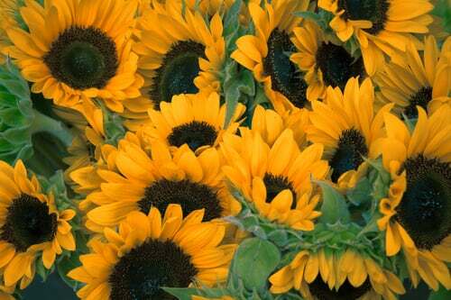 GARDEN SEED VARIETY PACK-5 VEGETABLE TYPES/4 FLOWER TYPES-SEE LISTING-SHIPS FREE