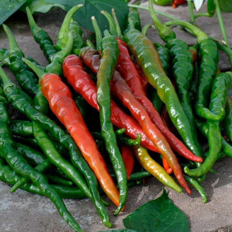 200+ Long Slim Cayenne Hot Pepper Seeds — HOT ———– Heirloom —- NON GMO