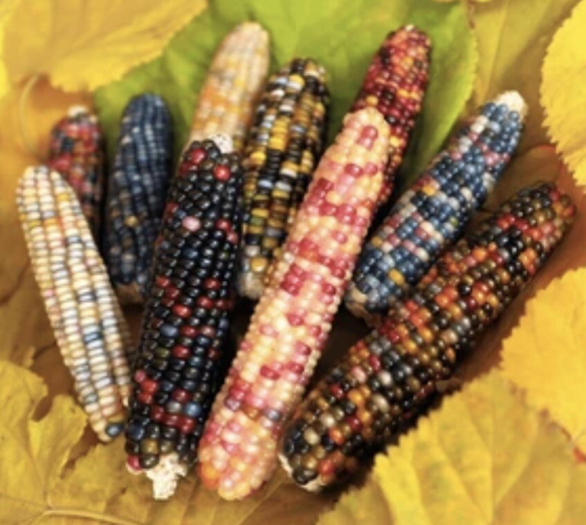 Multi Color Corn, Heirloom Native American Maize. Organic Non GMO, 10 Seeds