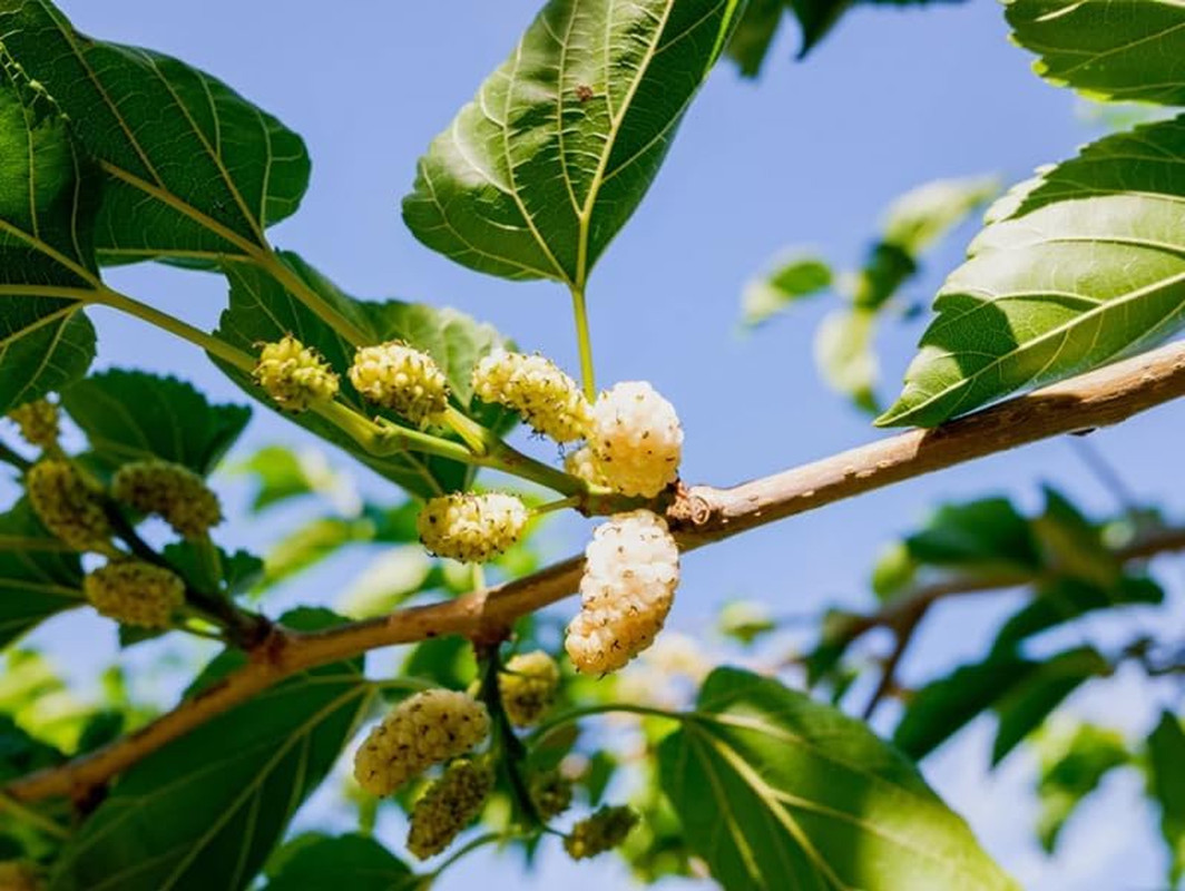 50+ White Mulberry Tree Seeds Morus Nigra Seed Sweet Edible Fruit Non-Gmo