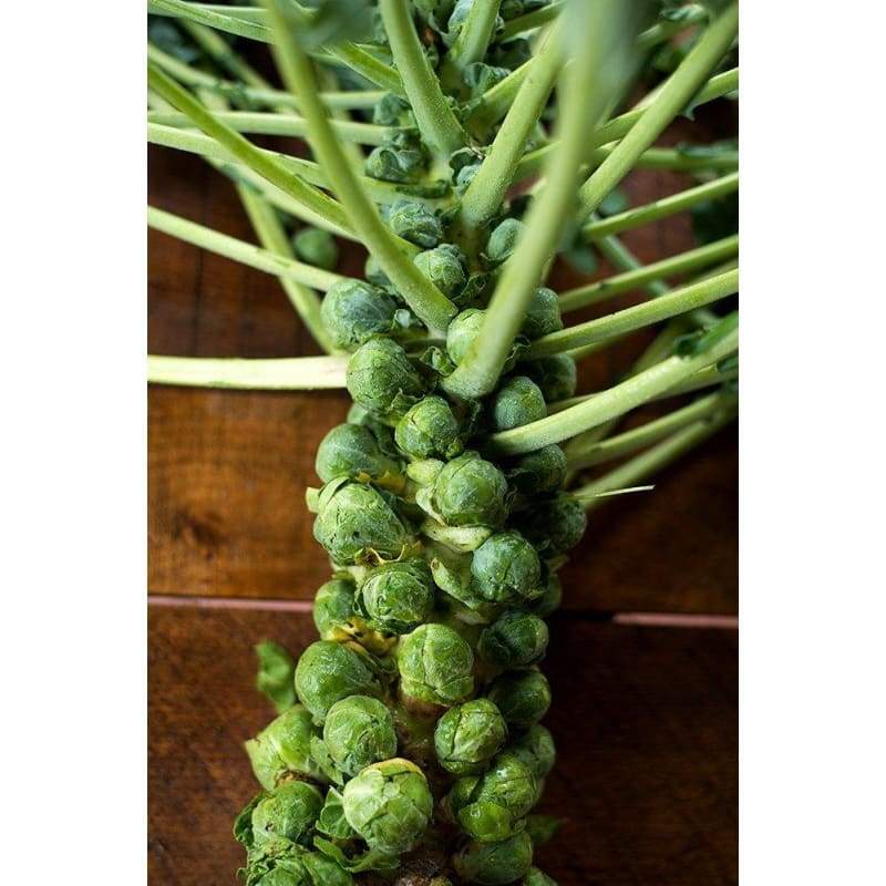 Catskill Brussels Sprouts Seeds, NON-GMO, Variety Packet Sizes, FREE SHIPPING