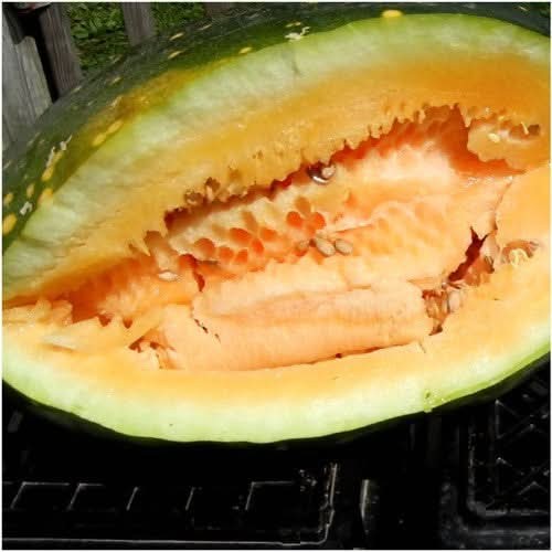 Orangeglo Watermelon Seeds For Planting (Citrullus lanatus)