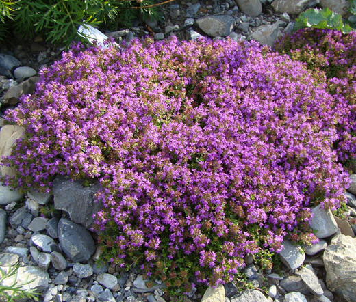 CREEPING THYME Thymus Serpyllum – 10,000 Bulk Seeds
