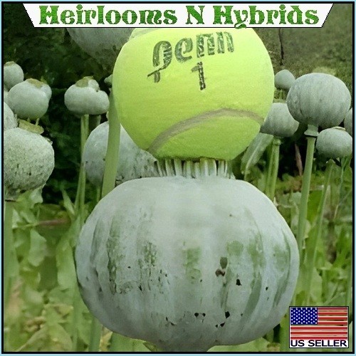 5,000 The Giant Rattler Papavear Somniferum Giganteum Poppy Seeds For Planting