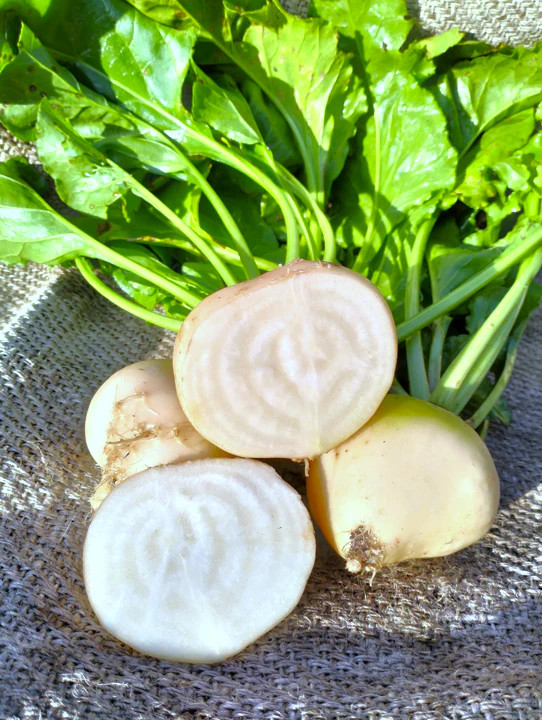 White Albino Beet Seeds | Sugar Beets Avalanche Snow Seed For 2024 Free Shipping