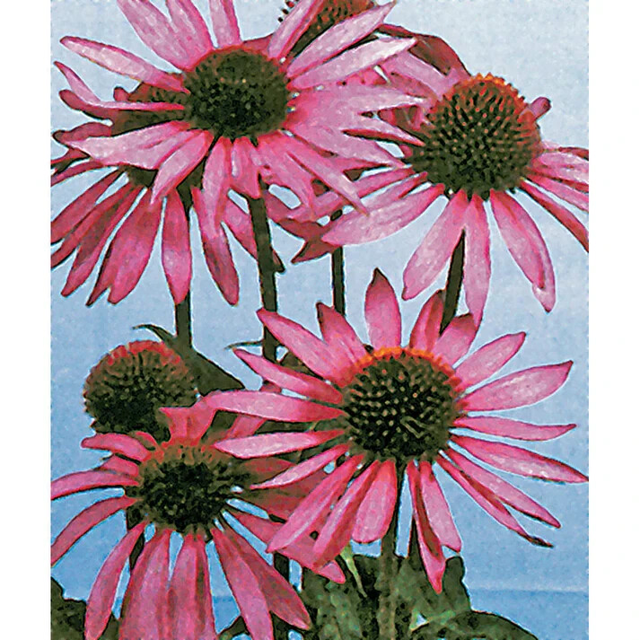 50 Bright Purple Coneflower Seeds, Echinacea ,Attracts Pollinators Free Shipping