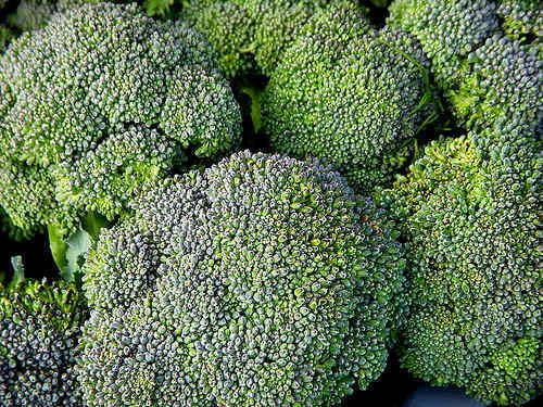 3,000 Broccoli Seeds Waltham 29 Seeds 85 days