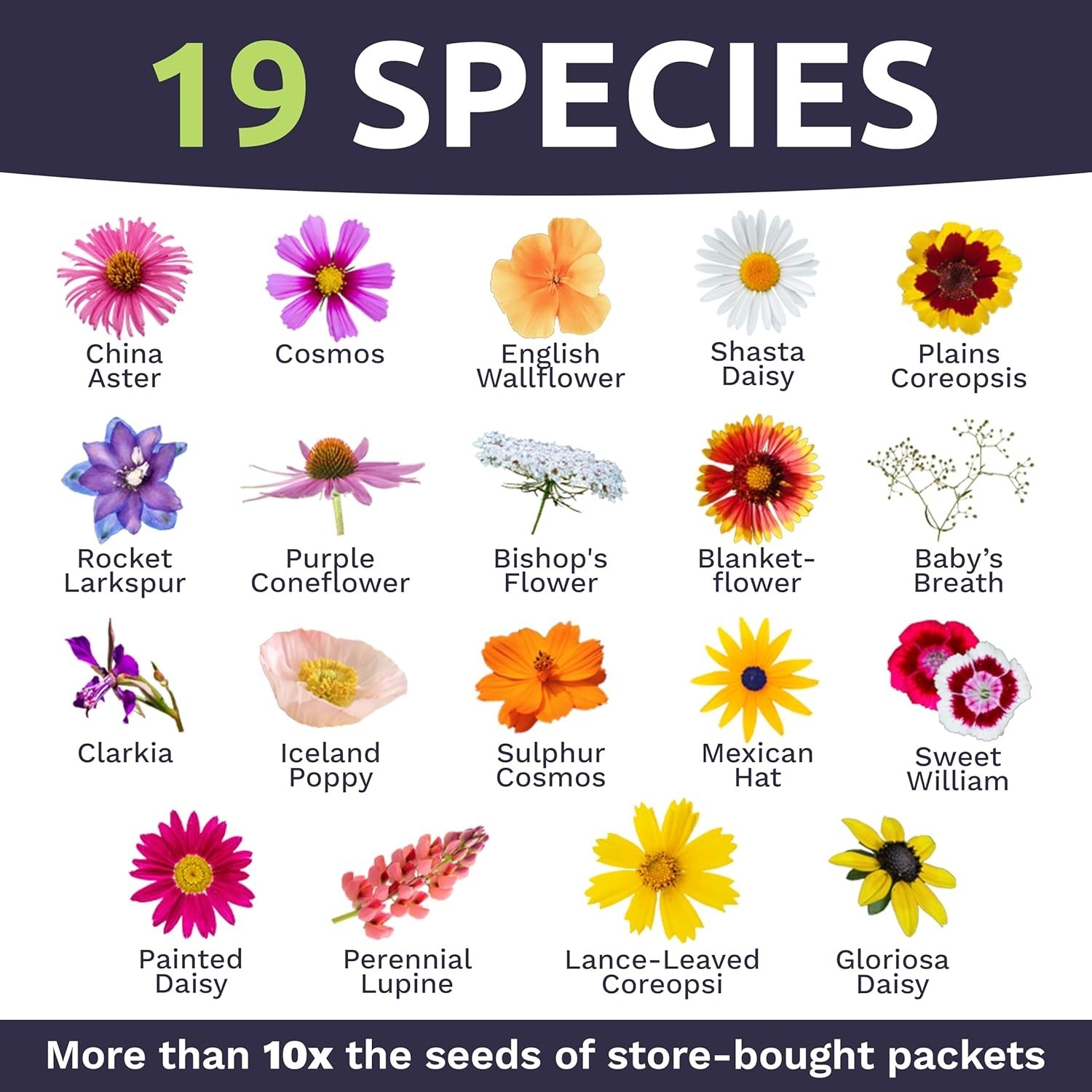 Cut Flower Garden Seeds 1 Ounce Pack Bright Colors Perennials Annuals