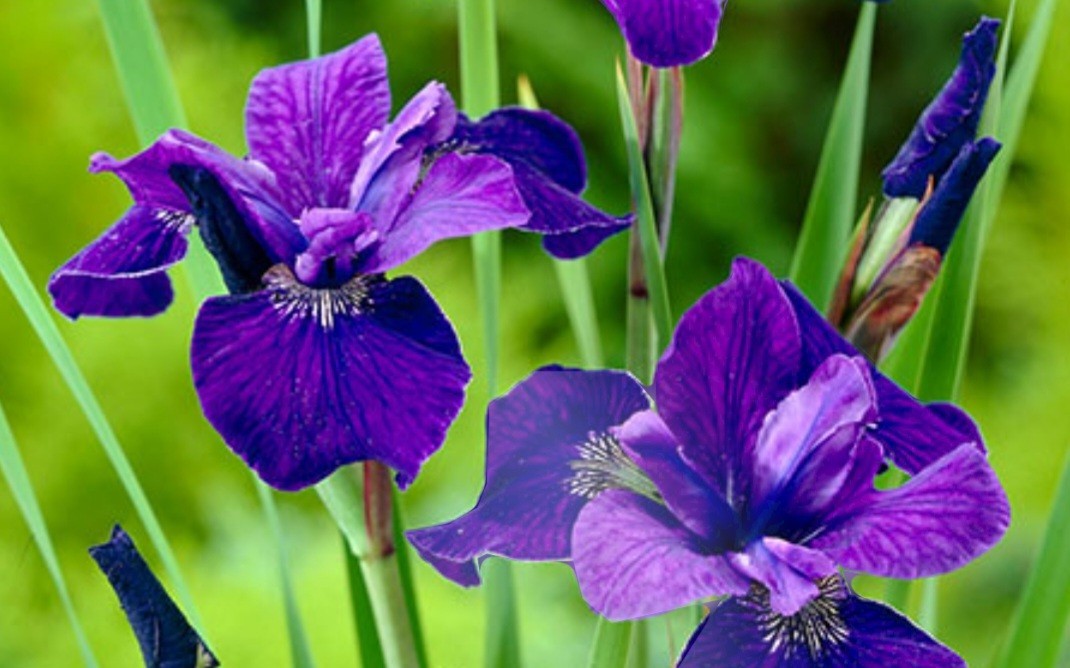 JAPANESE IRIS Caesars Brother- 3 Rhizomes