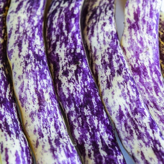 Dragon Tongue Bean Seeds (25) / Bush / Super Rare / Easy / Florida