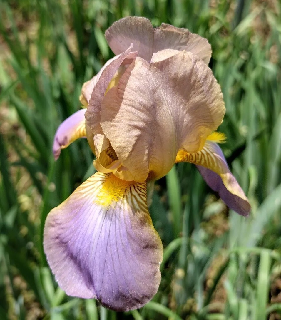 8 IRIS Rhizomes FREE SHIPPING