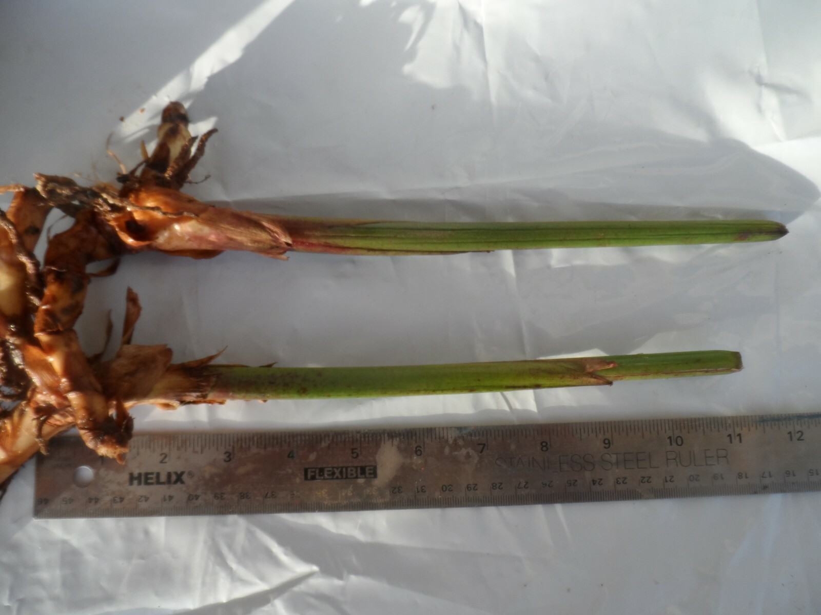 2x Rhizomes Bird Of Paradise, Strelitzia Regina Flower Seed Root,  Free Offer!