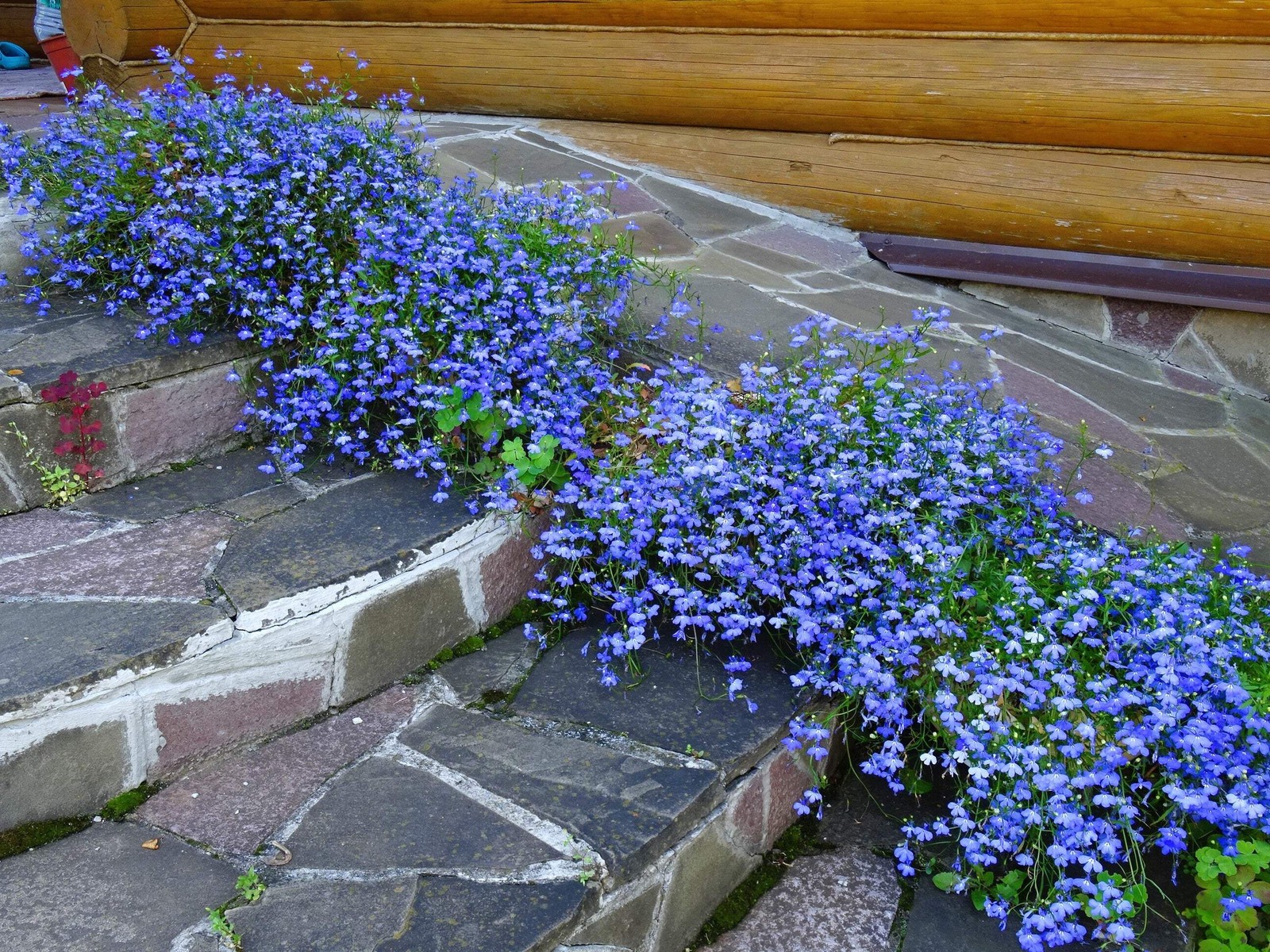 200 CAMBRIDGE BLUE LOBELIA REGATTA Erinus Flower Seeds *Comb S/H