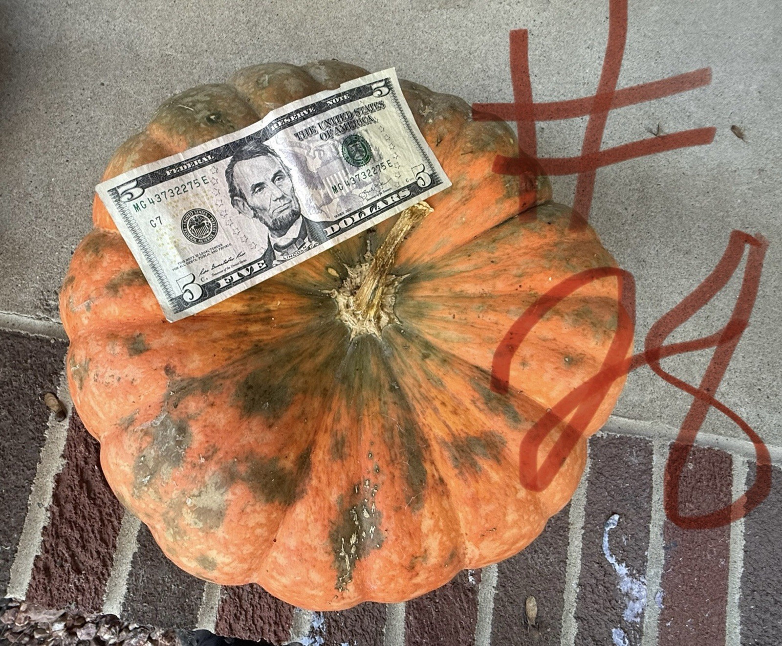 Seeds #28 (10ct): Bright Orange, Dark Green Speckled, Large, Pumpkin Unique