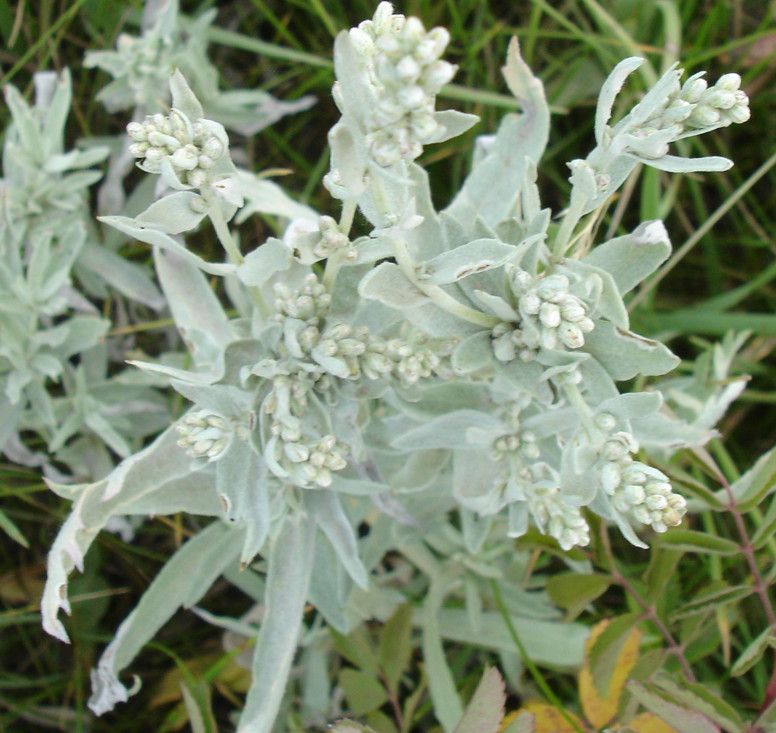 Prairie Sage Seeds. 200 Seeds. Medicinal, Great for Smudging. Free Shipping!