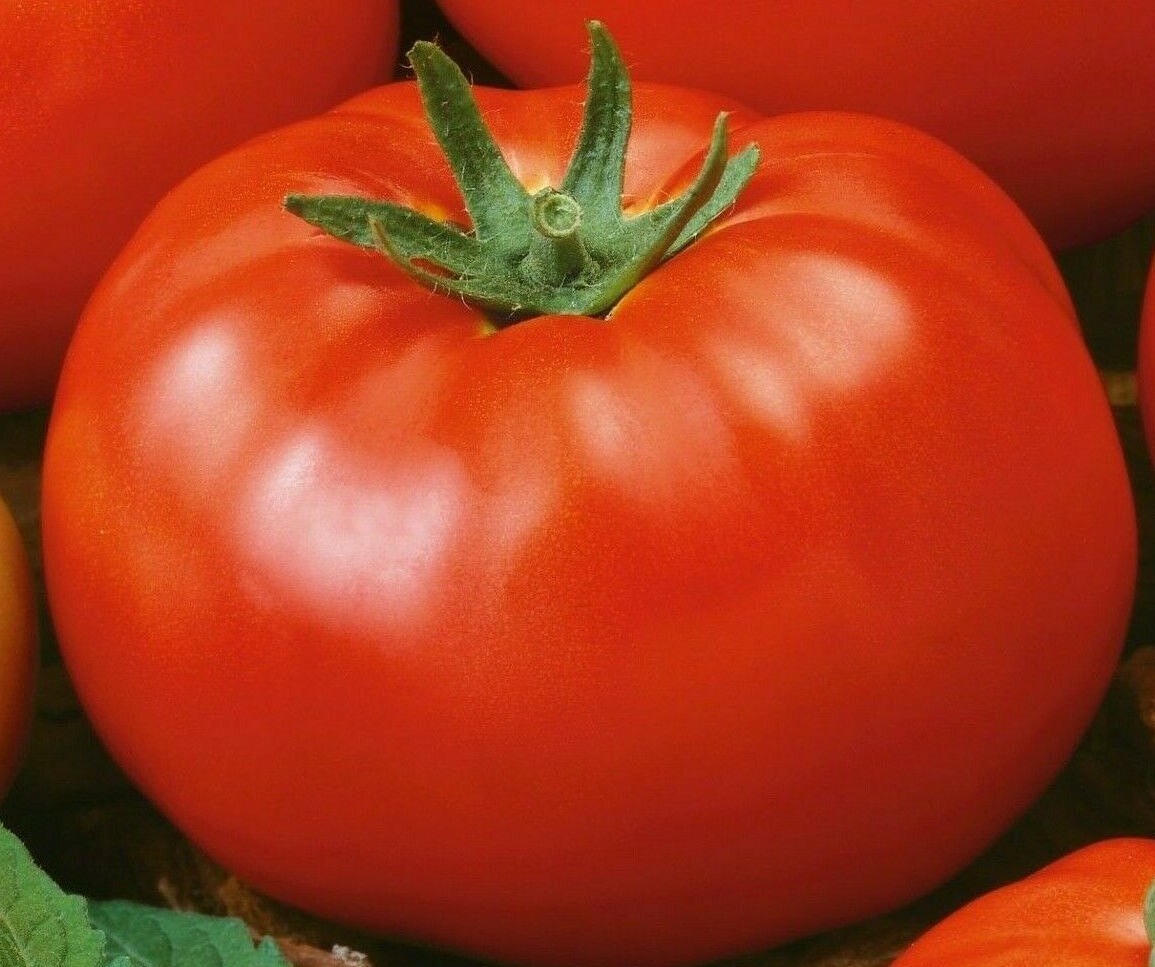 RED BRANDYWINE TOMATO SEEDS 50+ INDETERMINATE vegetable GARDEN FREE SHIPPING