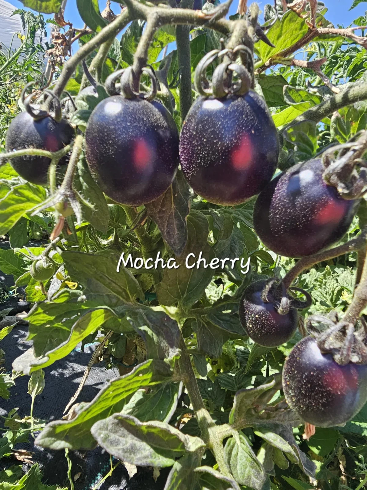 10 seeds Dwarf Mocha’s Cherry Tomato ORGANIC Rare Anthocyanin Variety