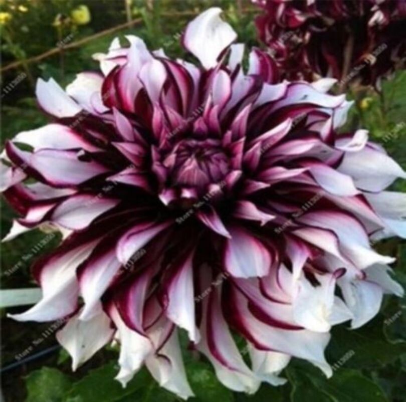 US-Seller Rare Beautiful Perennial Dahlia Flowers Seeds 20PCS