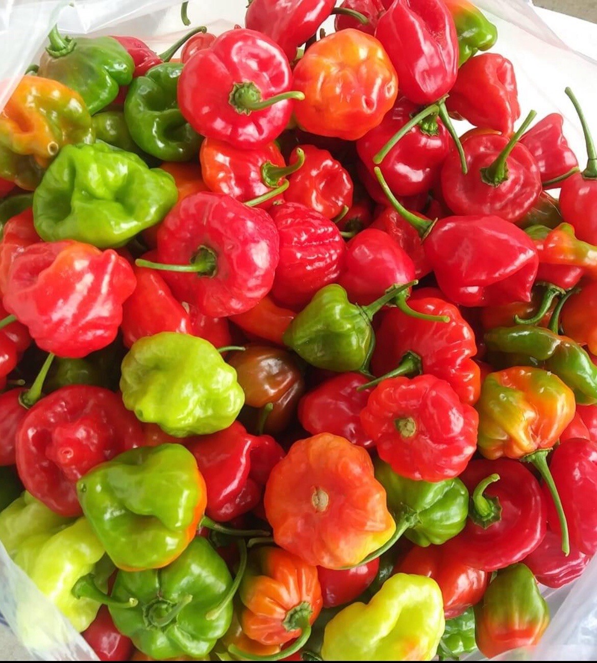 Aji Dulce Capsicum Quechucha Aji Cachucha dulce pimienta 100 semillas