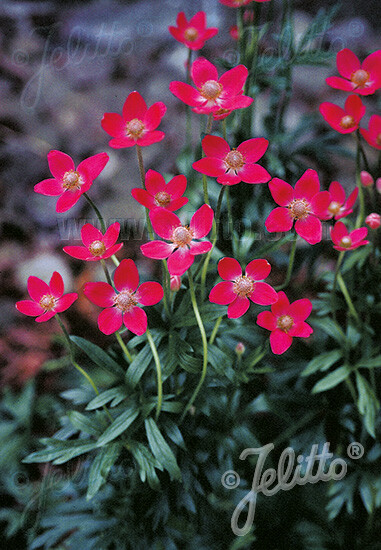 Anemone multifida Rubra 250 seeds