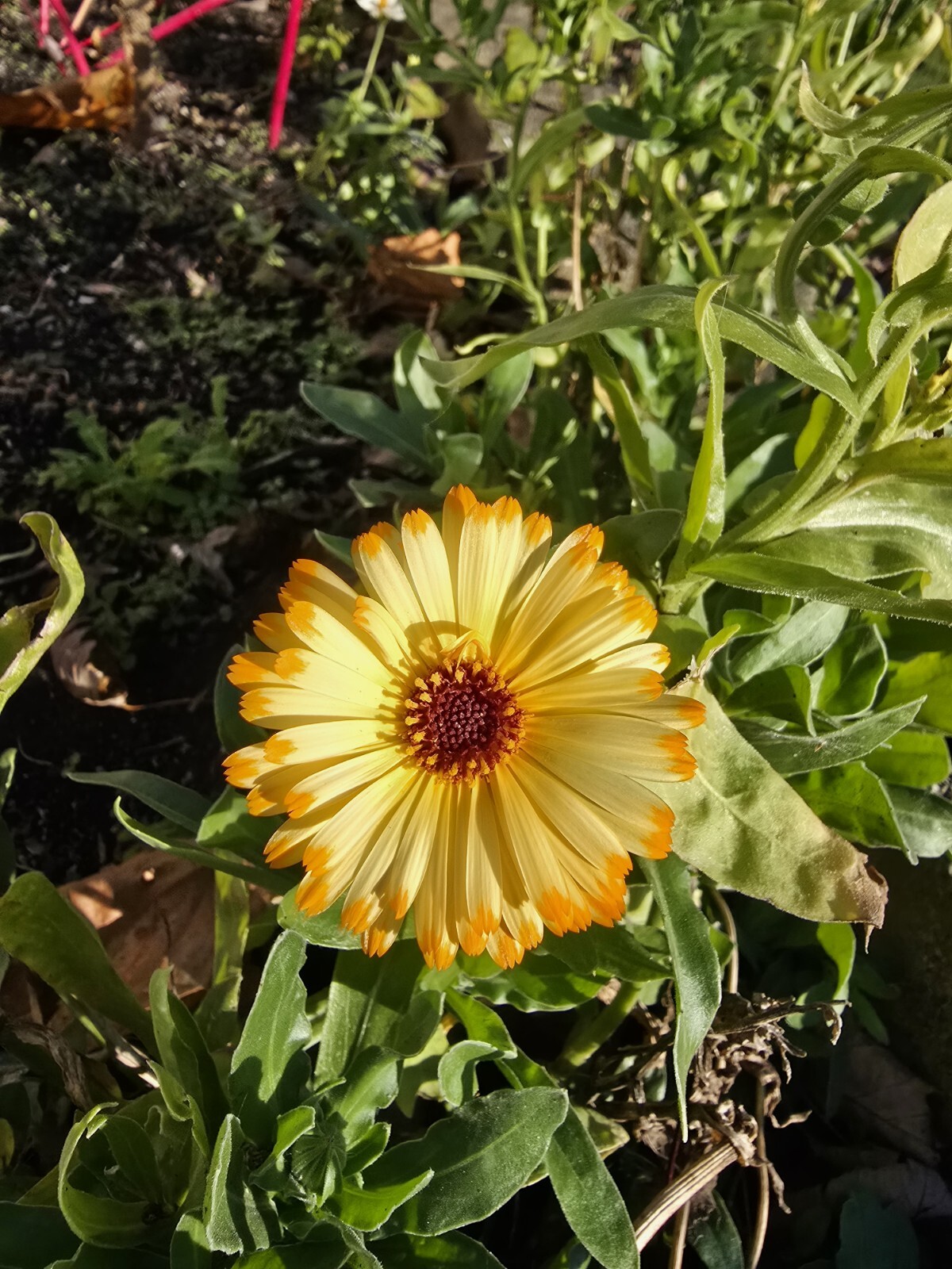 Mixed Calendula Seeds Several Varities 25 Organic Seeds