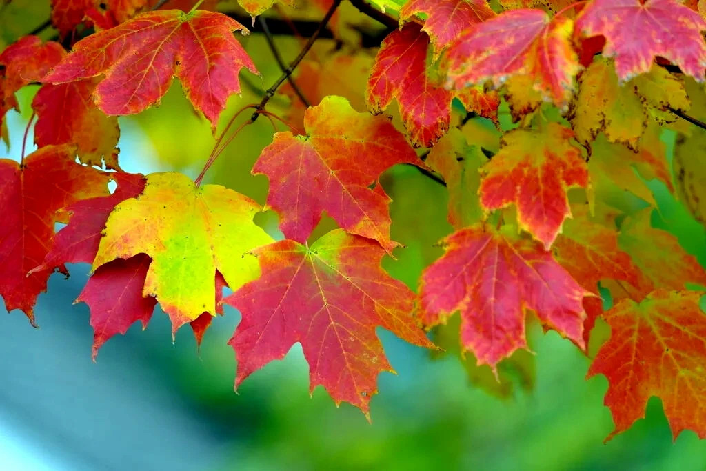 Northern Sugar Maple Tree Seeds (Acer saccharum) Fall Color Cold Hardy to Zone 3