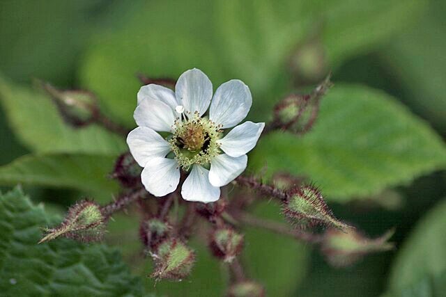 Rubus idaeus | Red Raspberry | 100 Seeds
