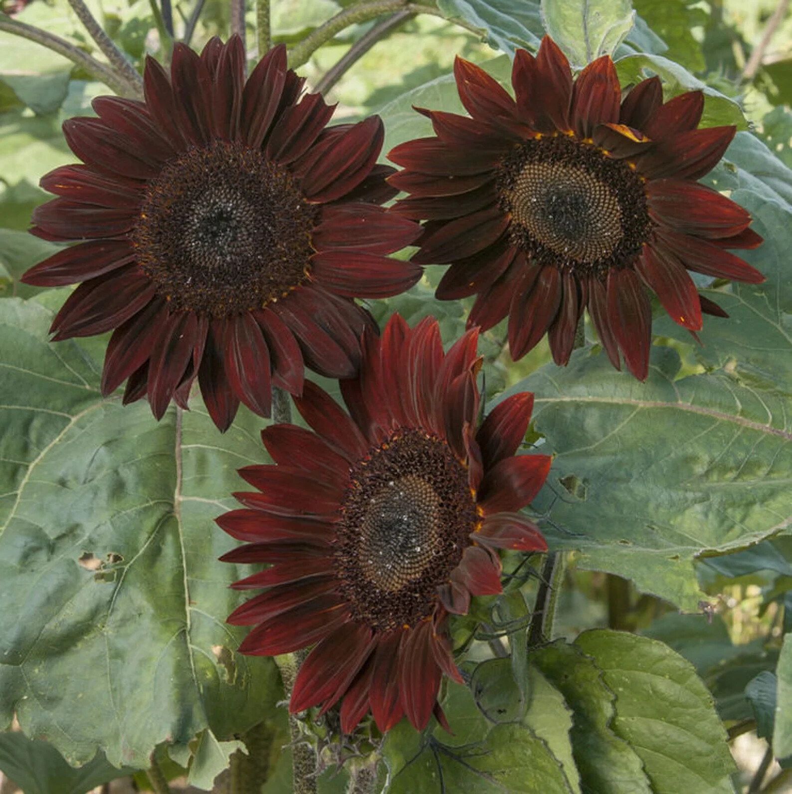50pcs/Pack 10 Species Mix Variety Pack Sunflower Seeds Unique and Varied Garden