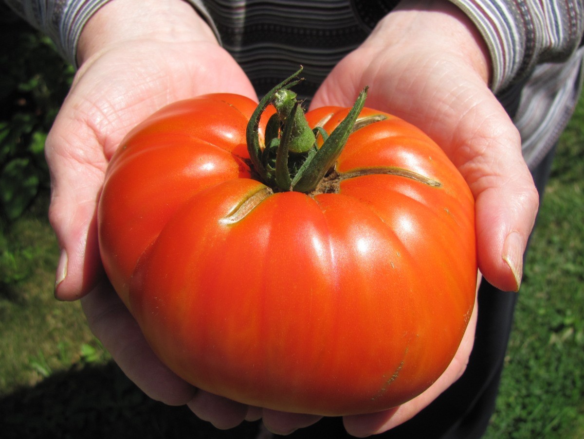 GOLIATH HYBRID TOMATO SEEDS ***BULK 100 COUNT PKT **** 1 POUNDERS * BRIGHT RED