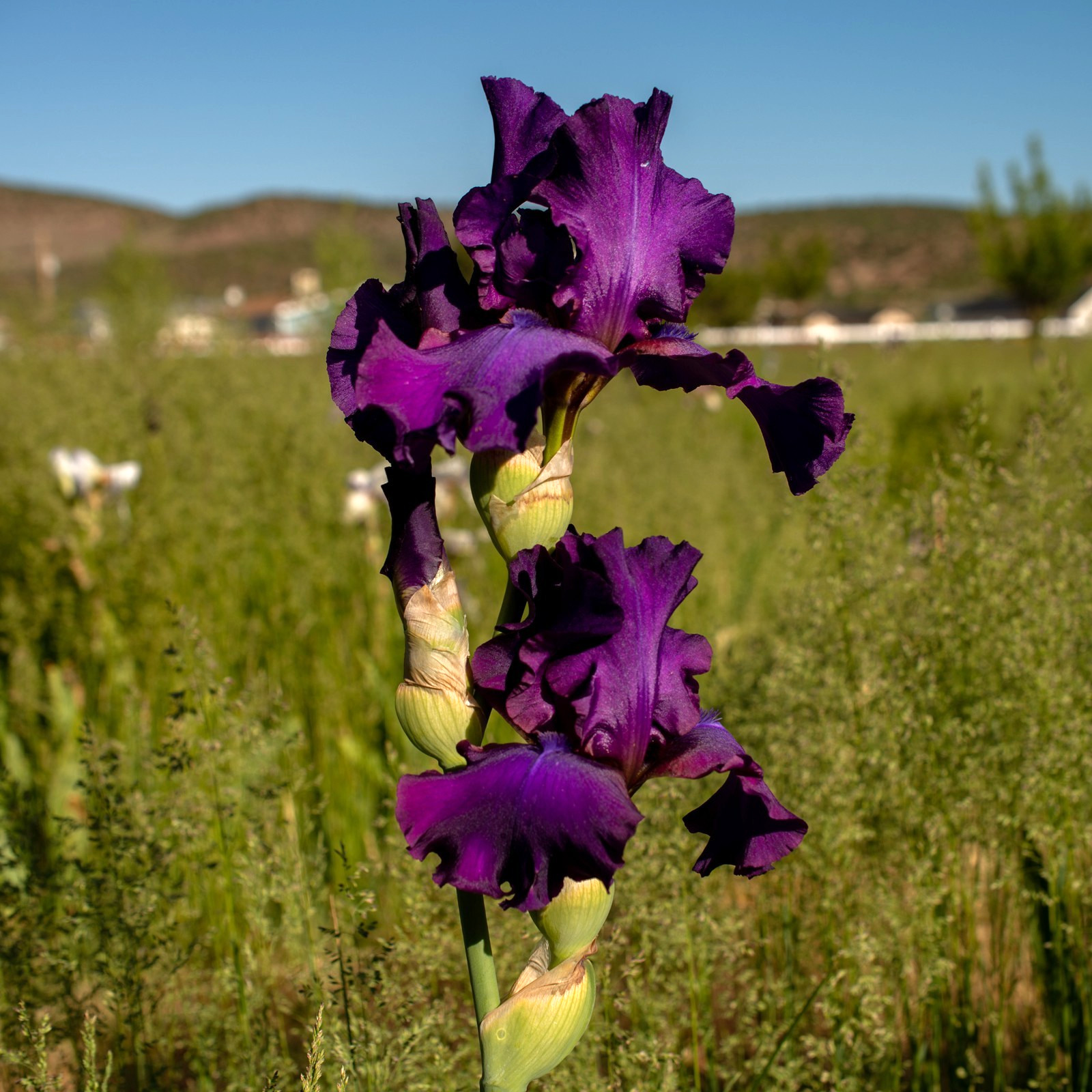 **SWINGTOWN* Tall Bearded Iris. Pre-Order, Fresh Dig, Combined Ship: Jul – Sep