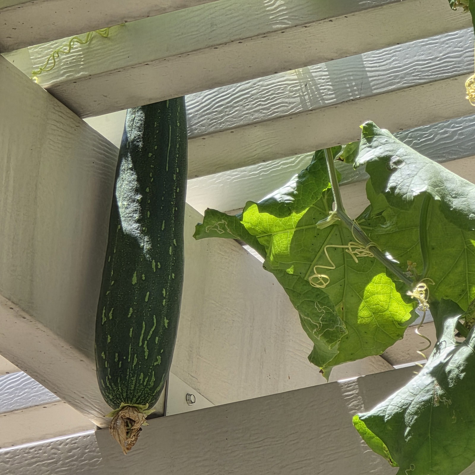 25 Luffa Heirloom Seeds Loofah Sponge Plant Smooth Gourd Vine FRESH Aegyptiaca
