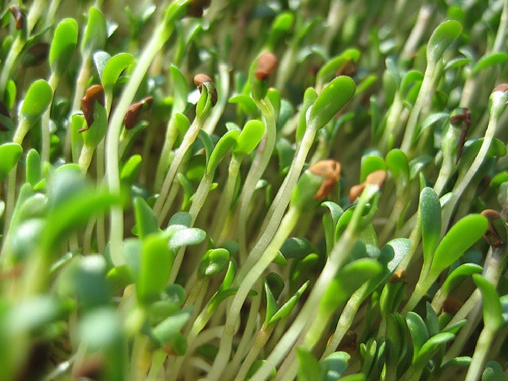 Alfalfa VNS Organic Seeds Non-GMO, Healthy for Salads, Sandwiches Grow Indoors