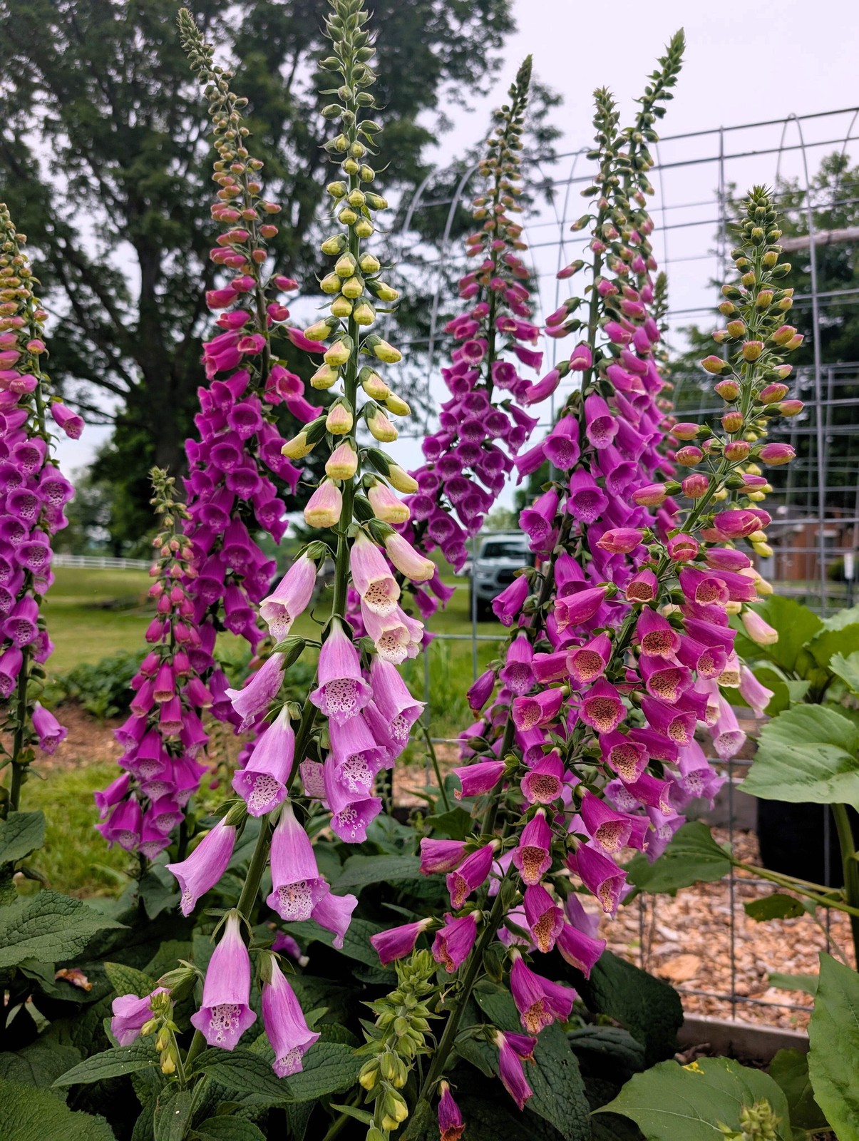 1000 FOXGLOVE EXCELSIOR MIX Digitalis Purpurea Flower Seeds *Flat S/H