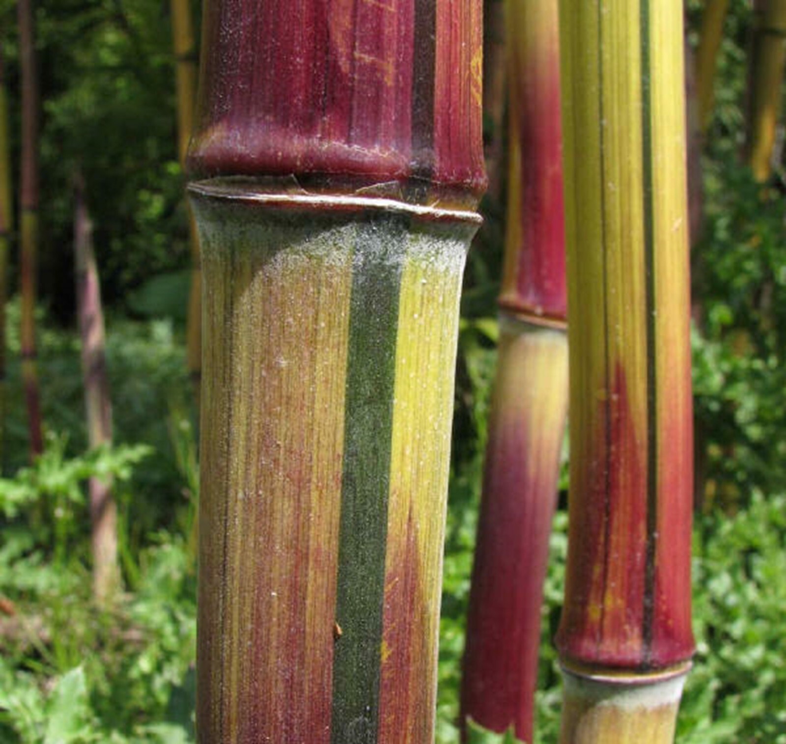 100 Harbin Invers Bamboo Seeds Perennial Ornamental Seed Privacy Shots US SELLER