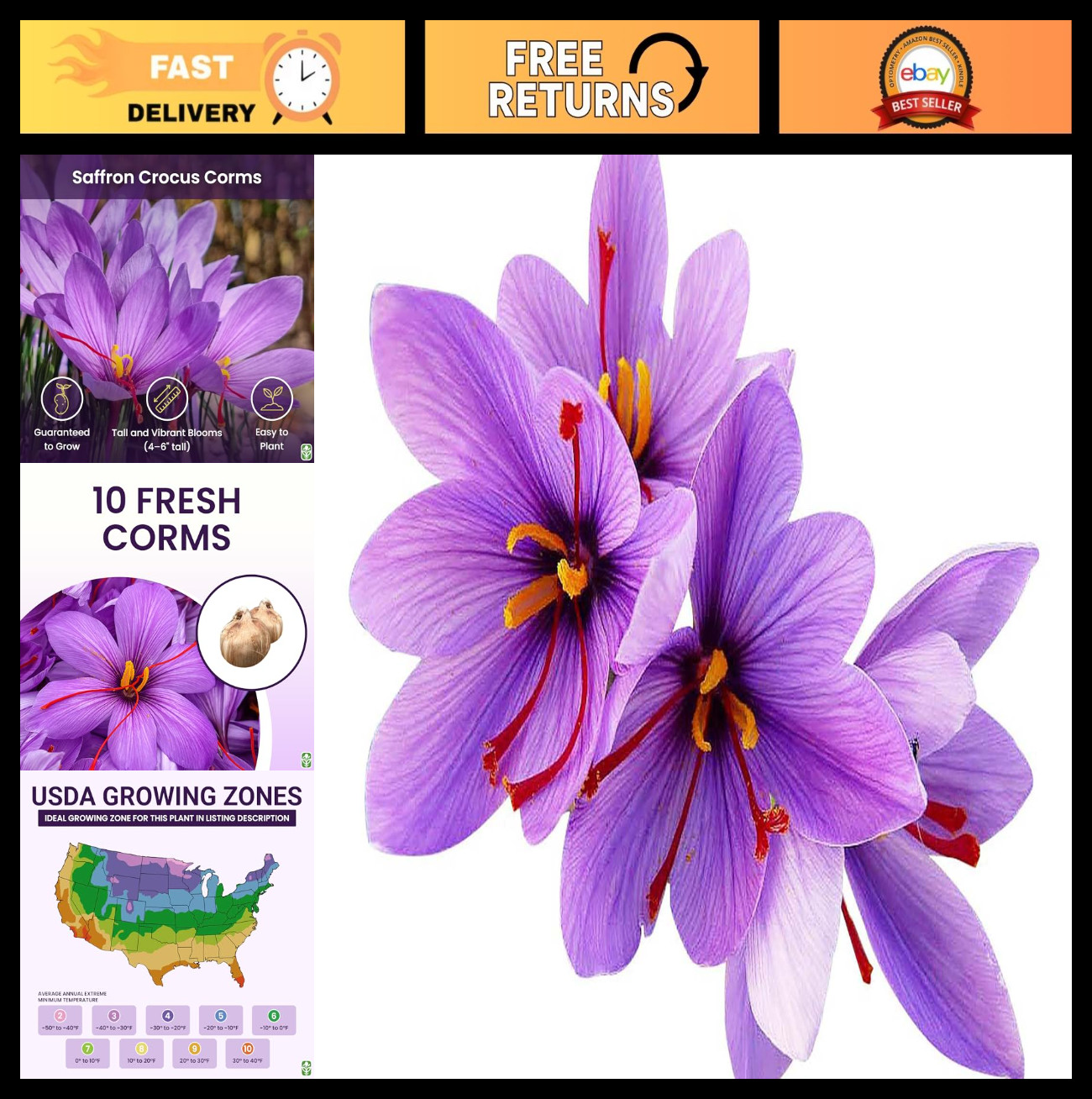 10 Large Saffron Crocus Corms – Purple Blooms, Perennial Bulbs for Outdoor Plant