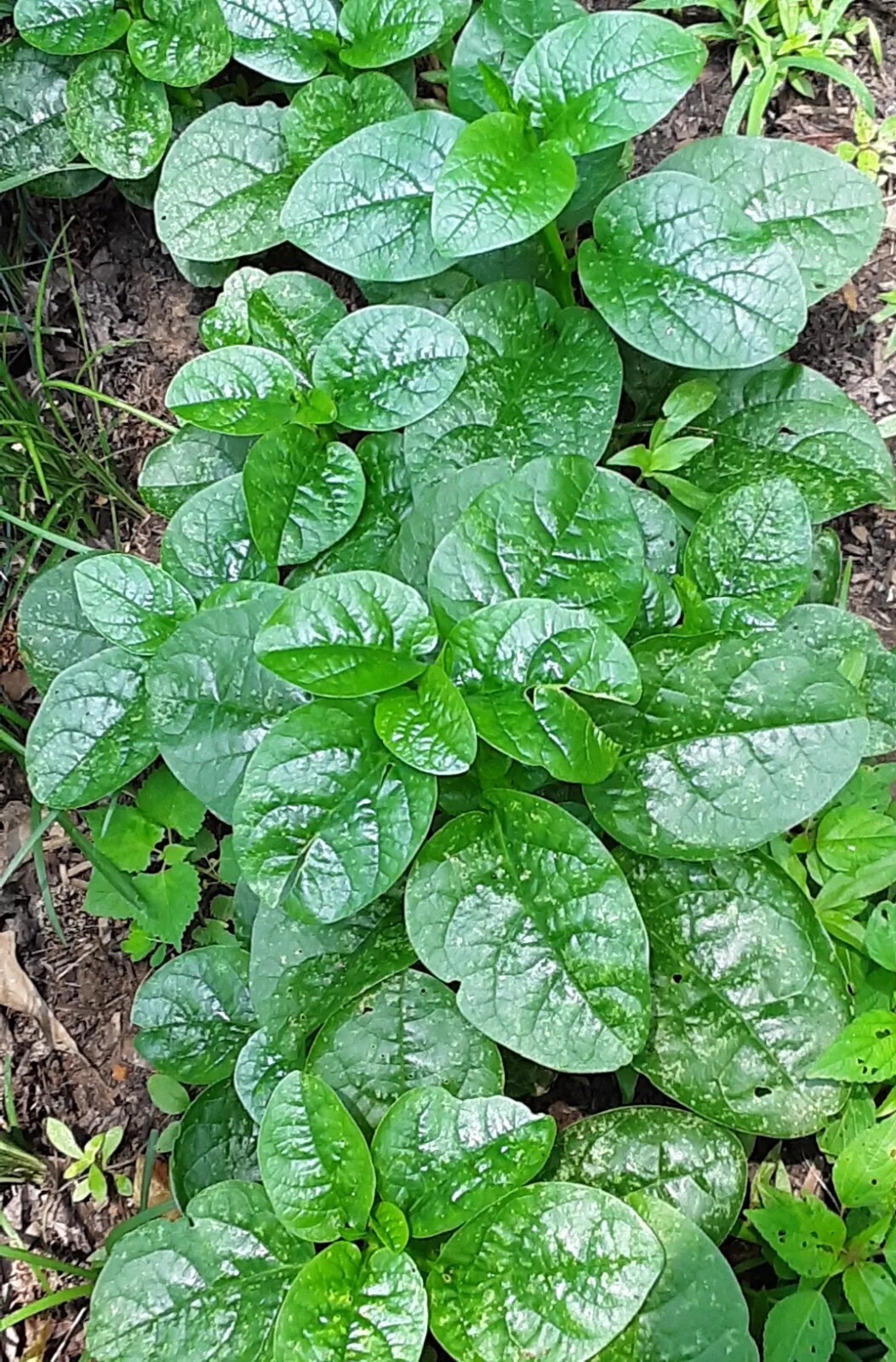 25+Green Malabar Spinach seeds(Asian spinach, MongToi Mu er cai ,Vine Spinach).